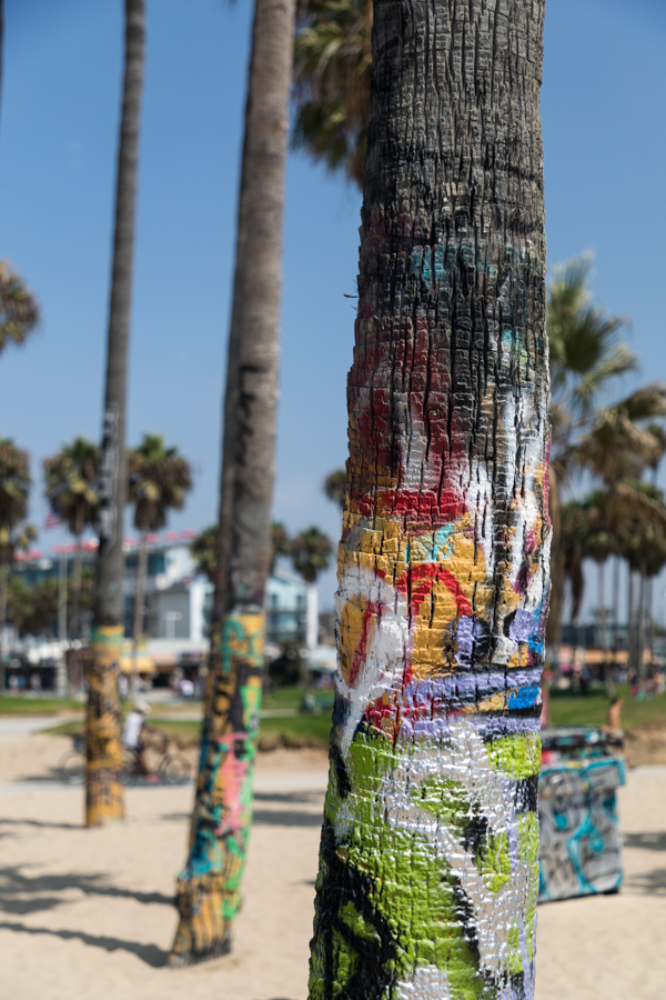 Painted Palns in Santa Monica, California