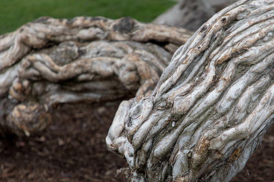 Old Trees in Santa Monica, California