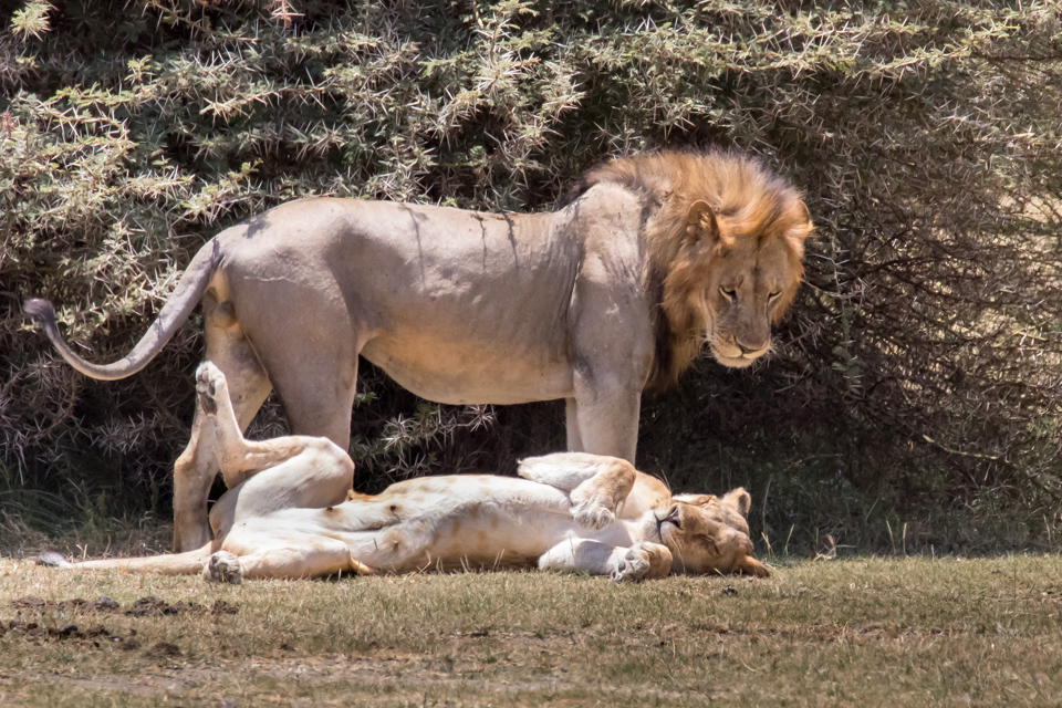 Lion Couple in Lake Manyara, Tanzania