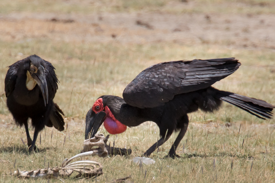 Southern Ground Hornbill in Lake Manyara, Tanzania