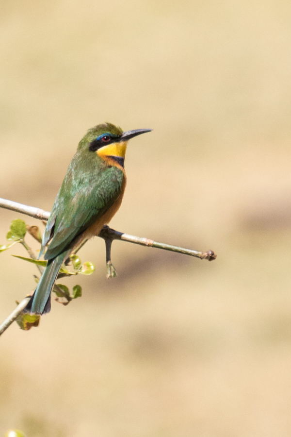 Bee-Eater in Lake Manyara, Tanzania