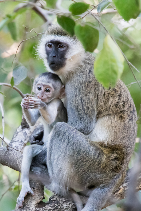 Looking for Scraps in Lake Manyara, Tanzania