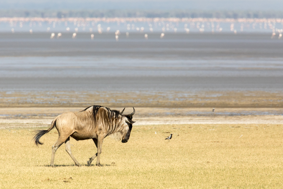 All Alone in Lake Manyara, Tanzania