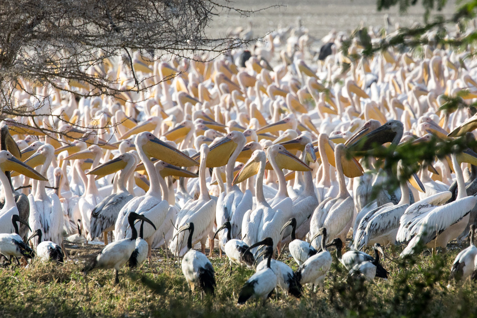 Birds in Lake Manyara, Tanzania
