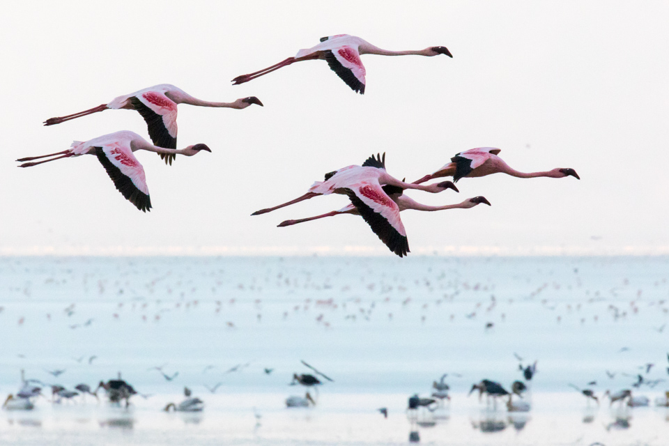 Flying Flamingos  in Lake Manyara, Tanzania