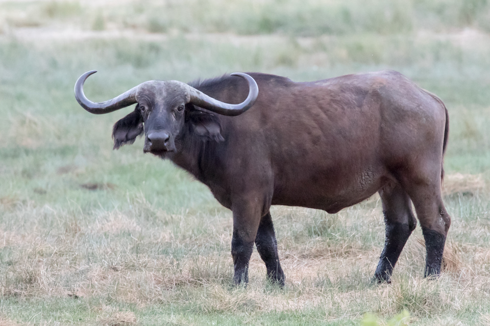 Stare Down in Lake Manyara, Tanzania