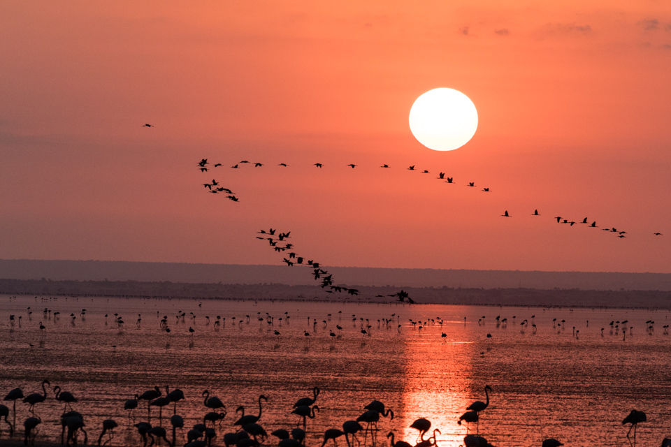 Early Birds in Lake Manyara, Tanzania