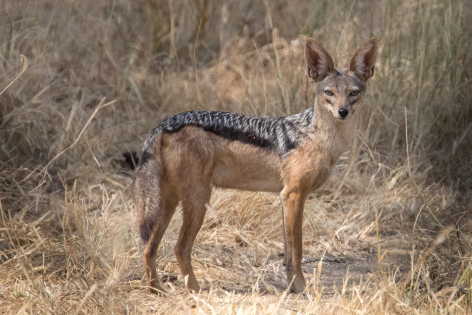 Big Ears in Lake Manyara, Tanzania