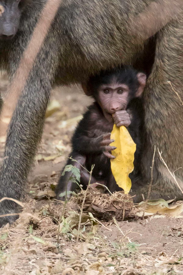 Staying Close in Lake Manyara, Tanzania