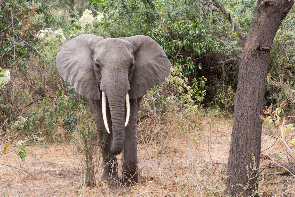 Big Grey in Lake Manyara, Tanzania