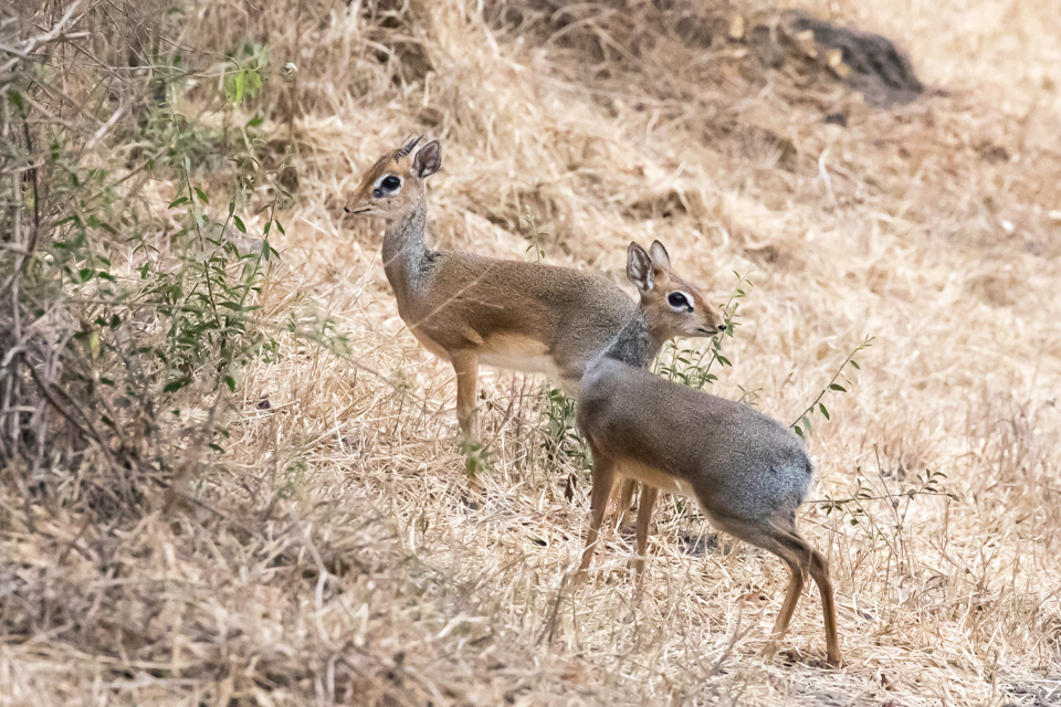 Cute Couple in Lake Manyara, Tanzania