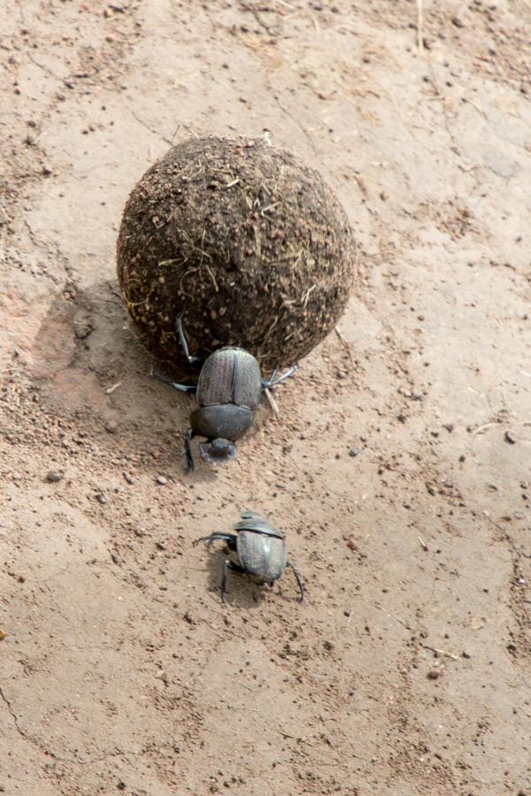 Dung Ball in Serengeti, Tanzania
