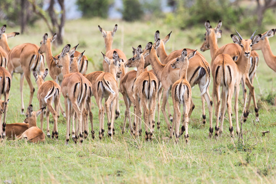 Cute Backends in Serengeti, Tanzania