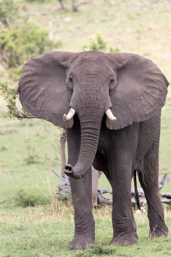 Too Close? in Serengeti, Tanzania