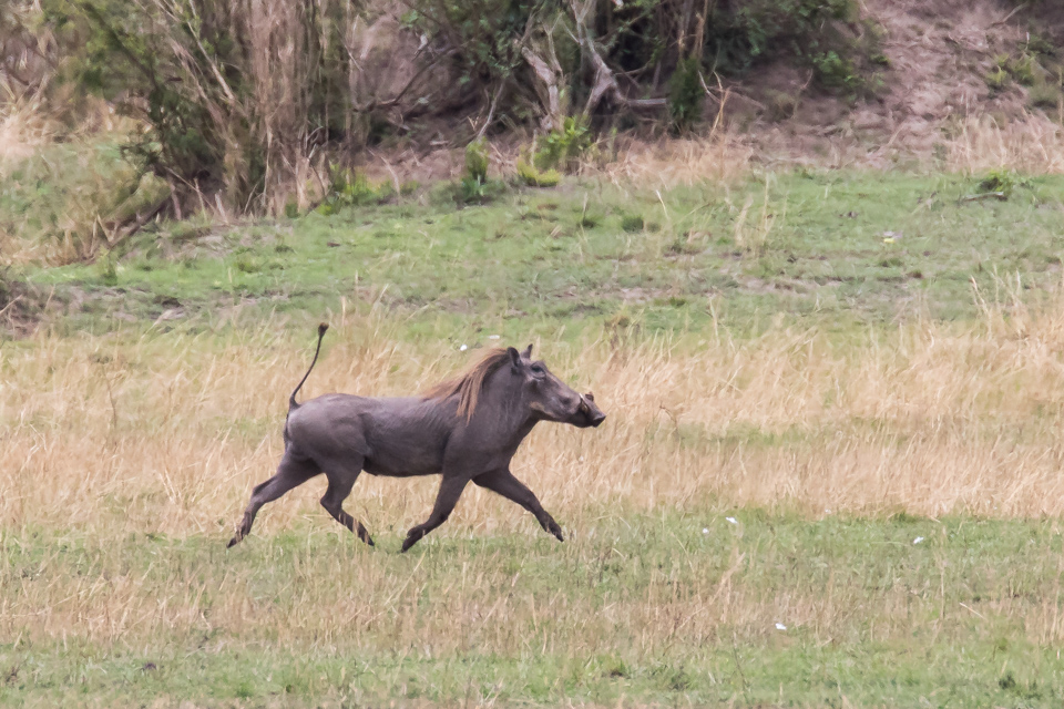Grace in Serengeti, Tanzania