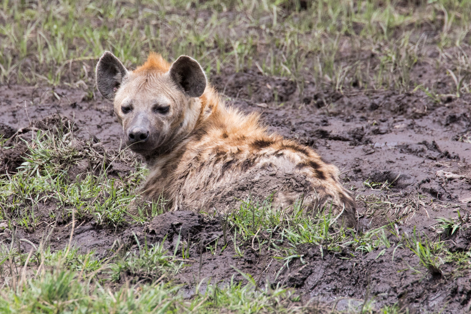 Mud Bath in Serengeti, Tanzania