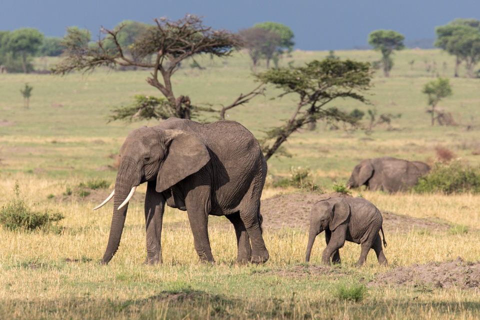 Elephants on the Serengeti in Serengeti, Tanzania