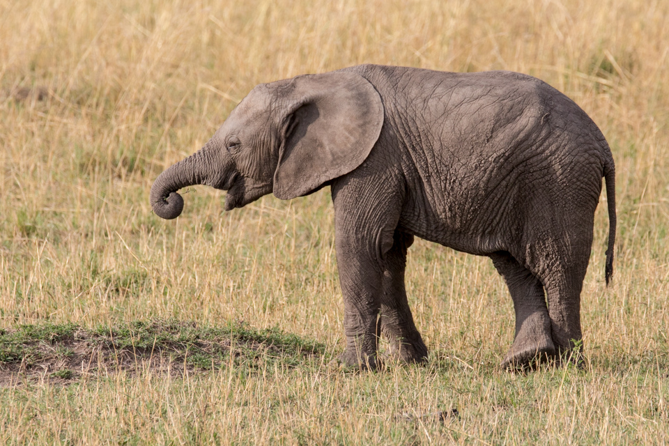 Fancy Feet in Serengeti, Tanzania