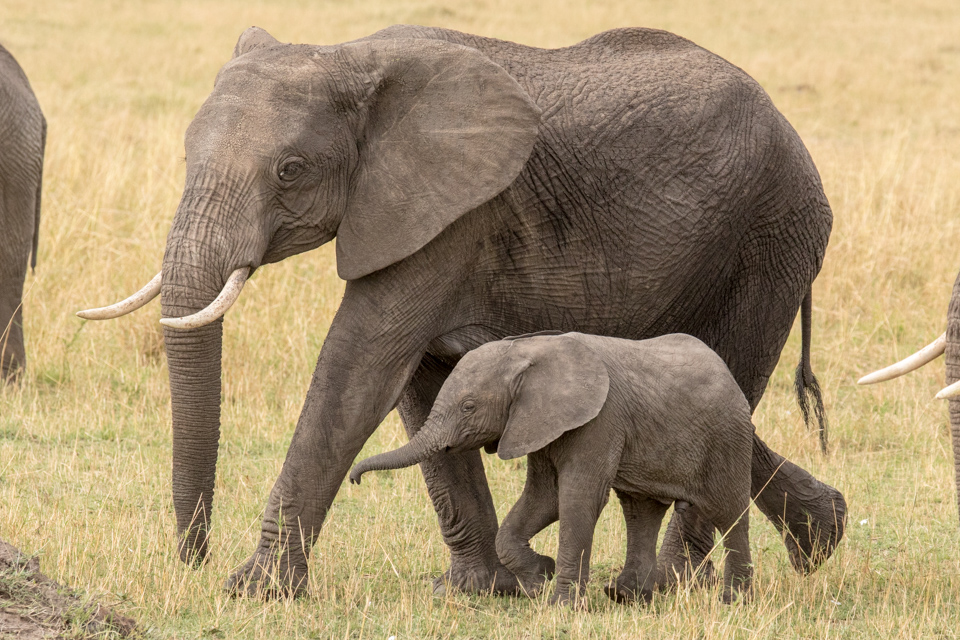 Mother and Baby in Serengeti, Tanzania