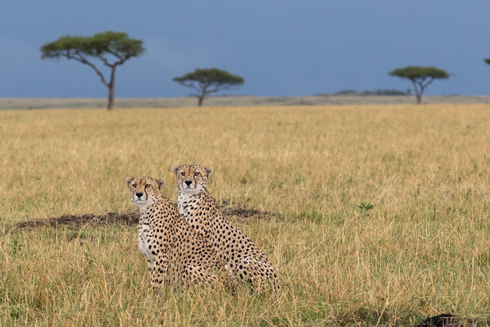 Siblings in Serengeti, Tanzania