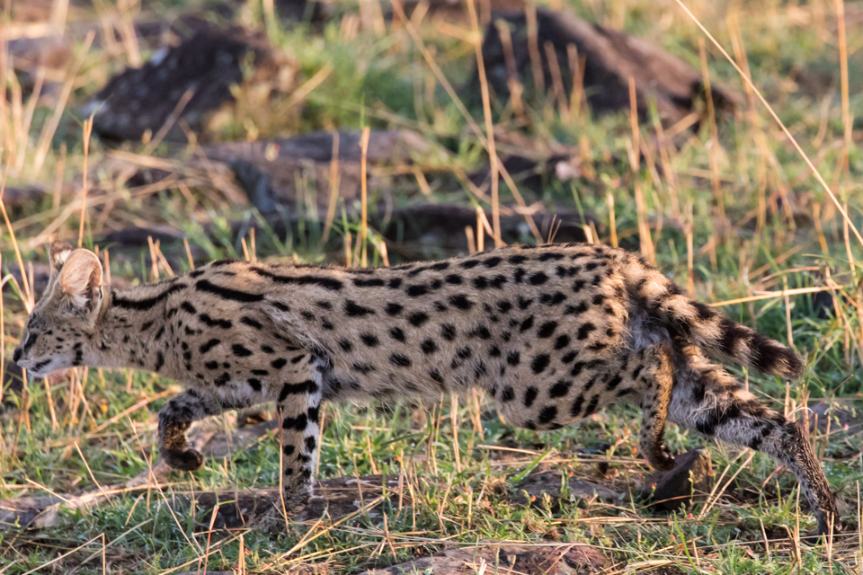 Running Scared in Serengeti, Tanzania