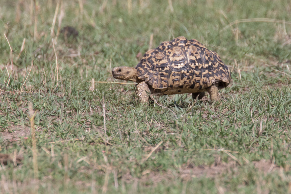 Slow Mover in Serengeti, Tanzania