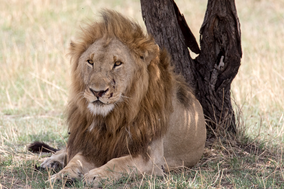 Relaxing in Serengeti, Tanzania
