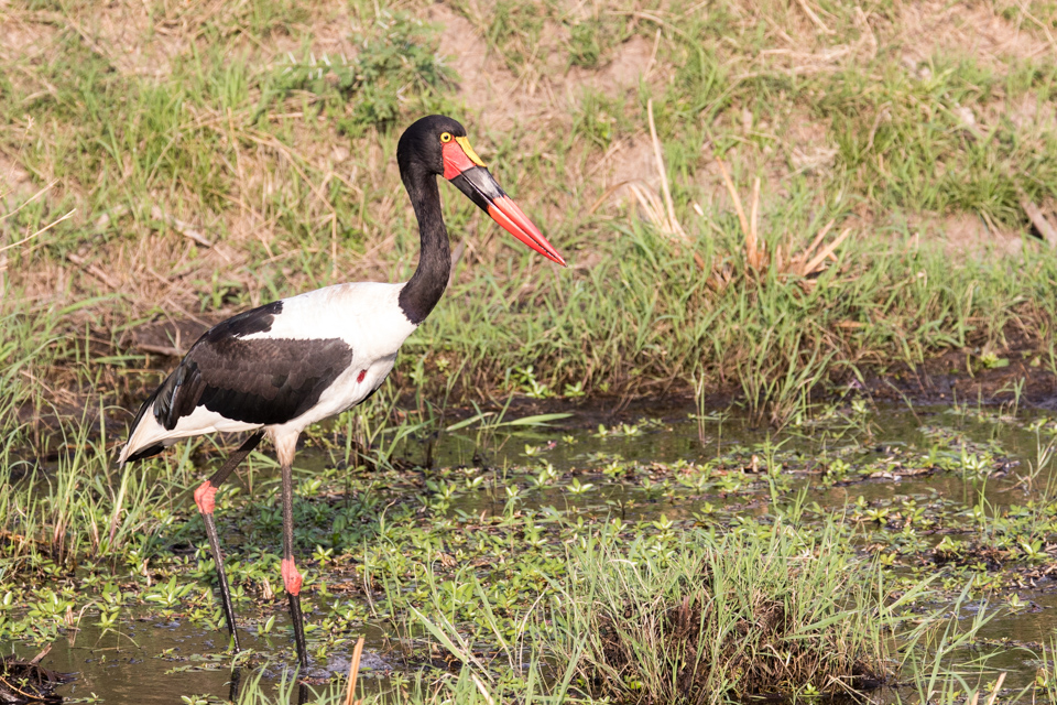 Nice Beak in Serengeti, Tanzania