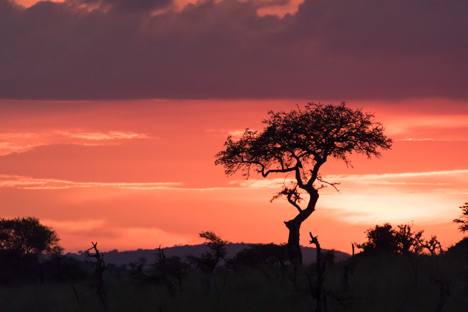 Red Acacia in Serengeti, Tanzania