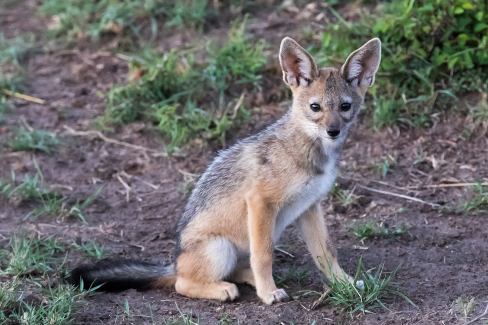 Little Pup in Serengeti, Tanzania