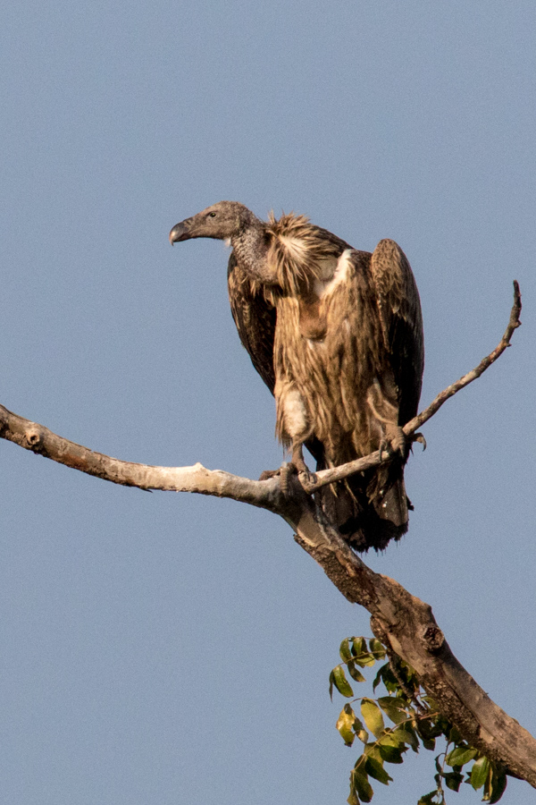 Watching in Serengeti, Tanzania