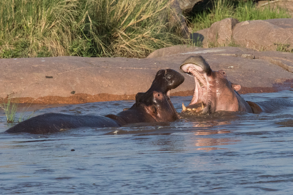 Most Dangerous  in Serengeti, Tanzania