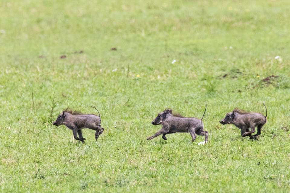 This Little Piggy in Serengeti, Tanzania