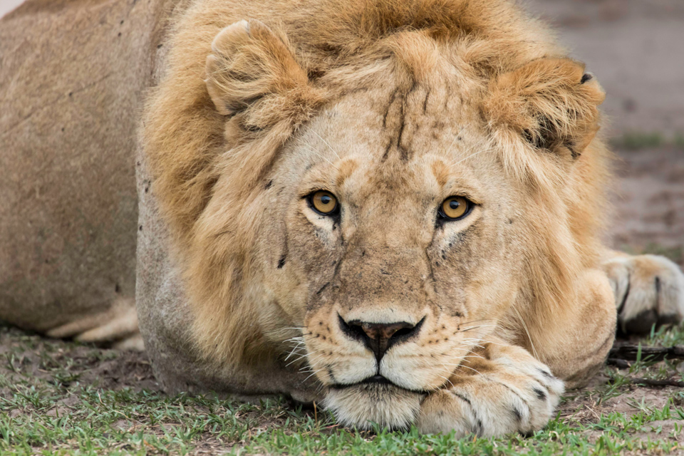 Relaxed in Serengeti, Tanzania