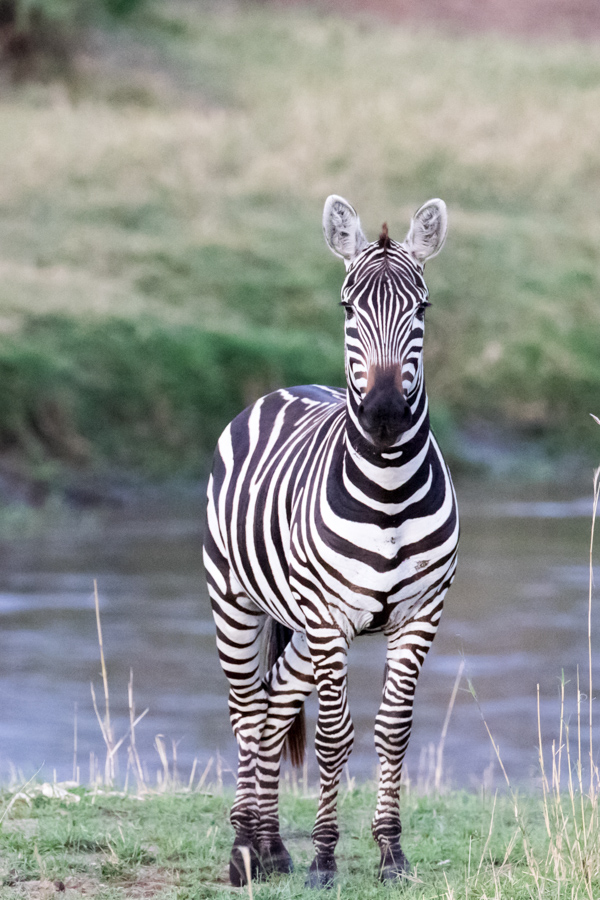 Optical Illusion  in Serengeti, Tanzania