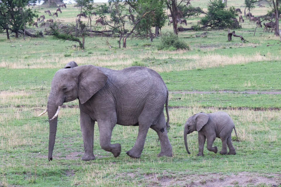 In Step in Serengeti, Tanzania