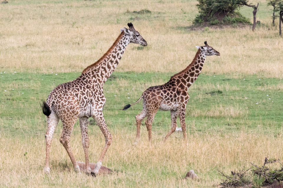 Family Tree in Serengeti, Tanzania