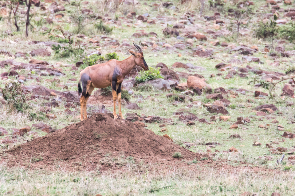 King of the Hill in Maasai Mara, Kenya