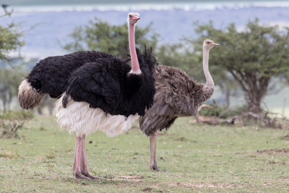 Cute Couple in Maasai Mara, Kenya