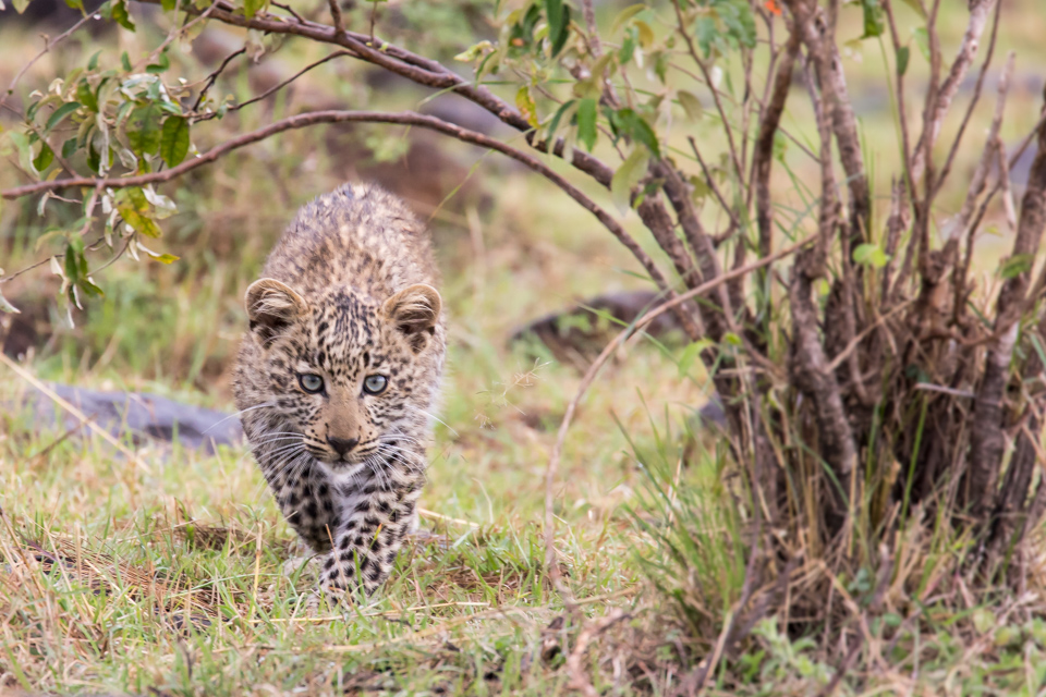 Stalking in Maasai Mara, Kenya