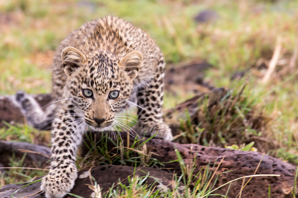 Eyes on You in Maasai Mara, Kenya