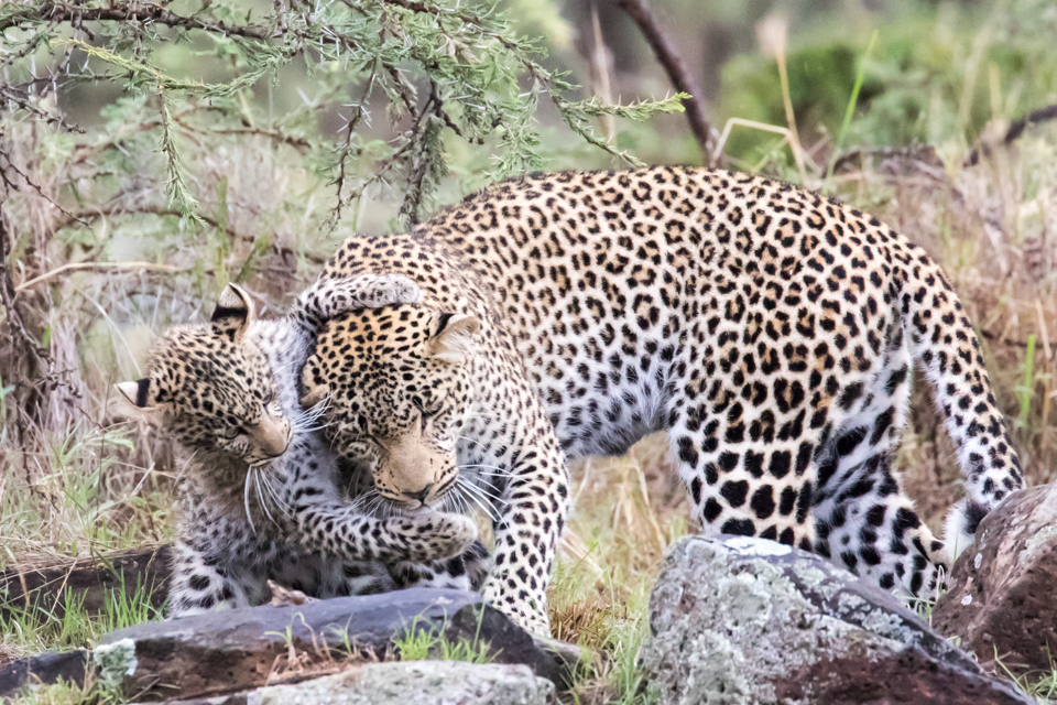 Cub Hug in Maasai Mara, Kenya