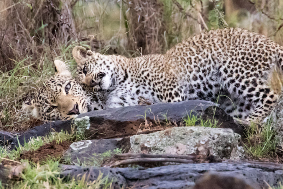 Mother and Cub in Maasai Mara, Kenya
