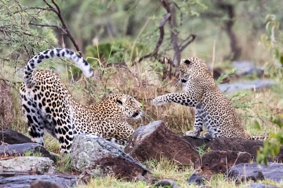 Cat Tail in Maasai Mara, Kenya