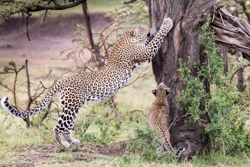Scratching Post in Maasai Mara, Kenya