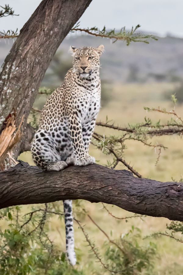 Cat in a Tree in Maasai Mara, Kenya