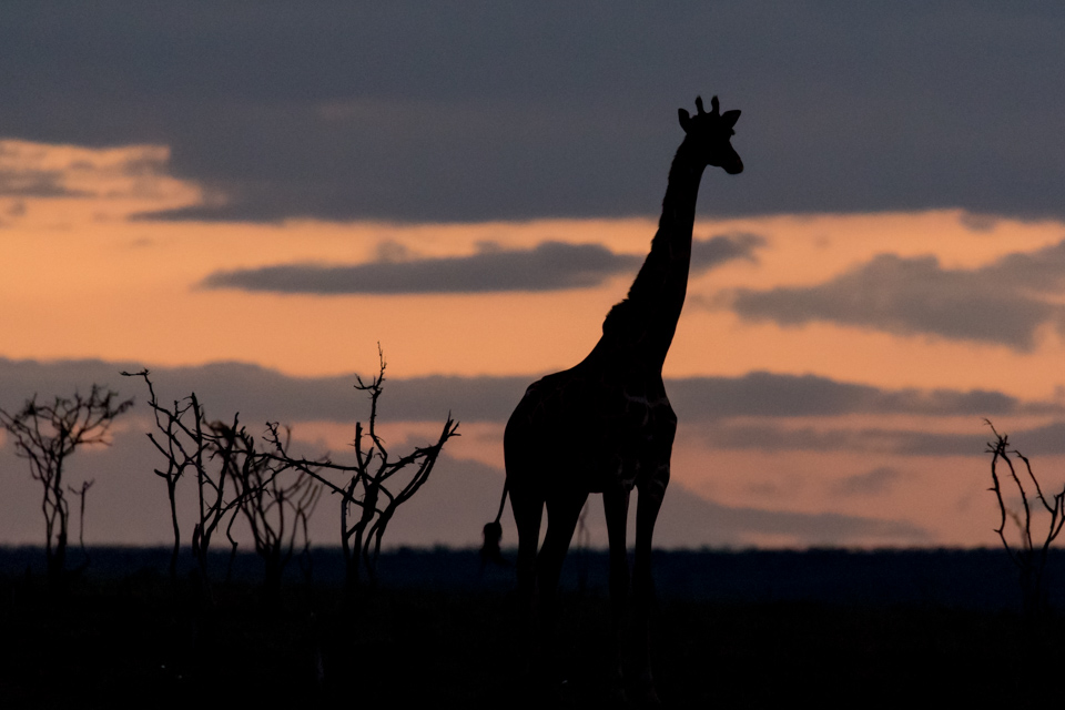 Africa Morning in Maasai Mara, Kenya