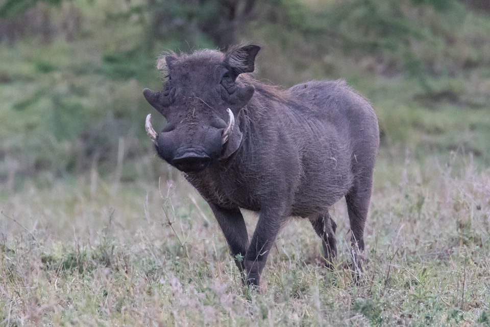 You Looking at Me? in Maasai Mara, Kenya