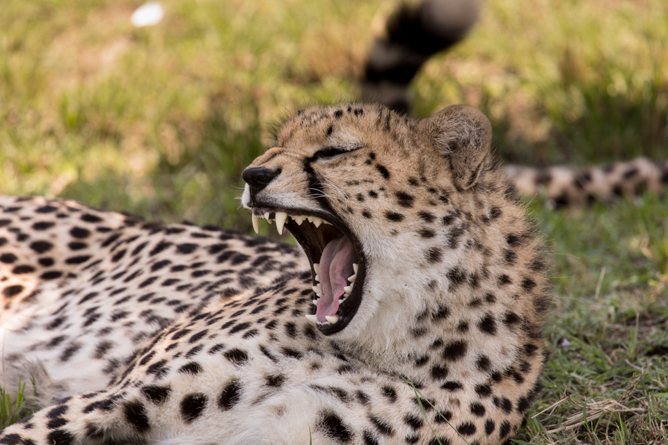 Lazy Afternoon in Maasai Mara, Kenya