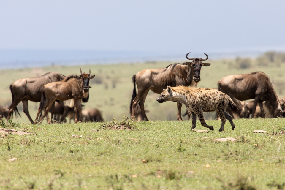 Nervous  in Maasai Mara, Kenya
